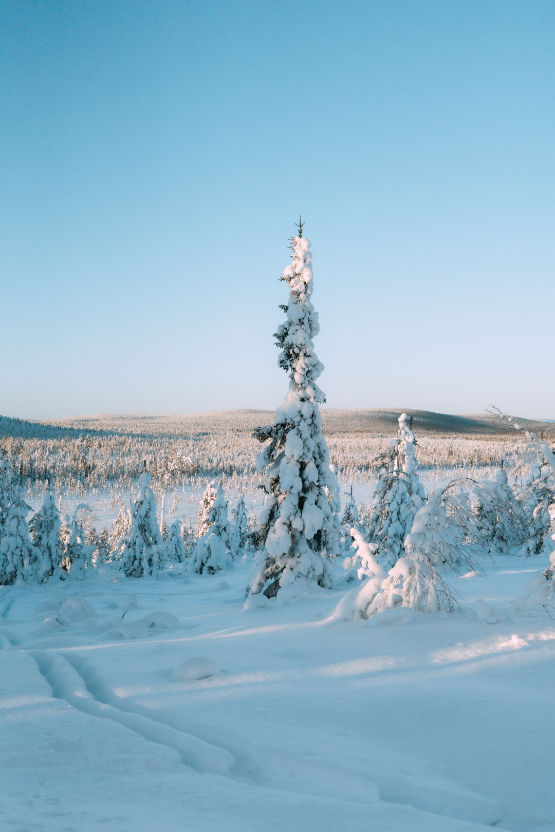 paysage enneigé en Laponie avec des sapins fluffy