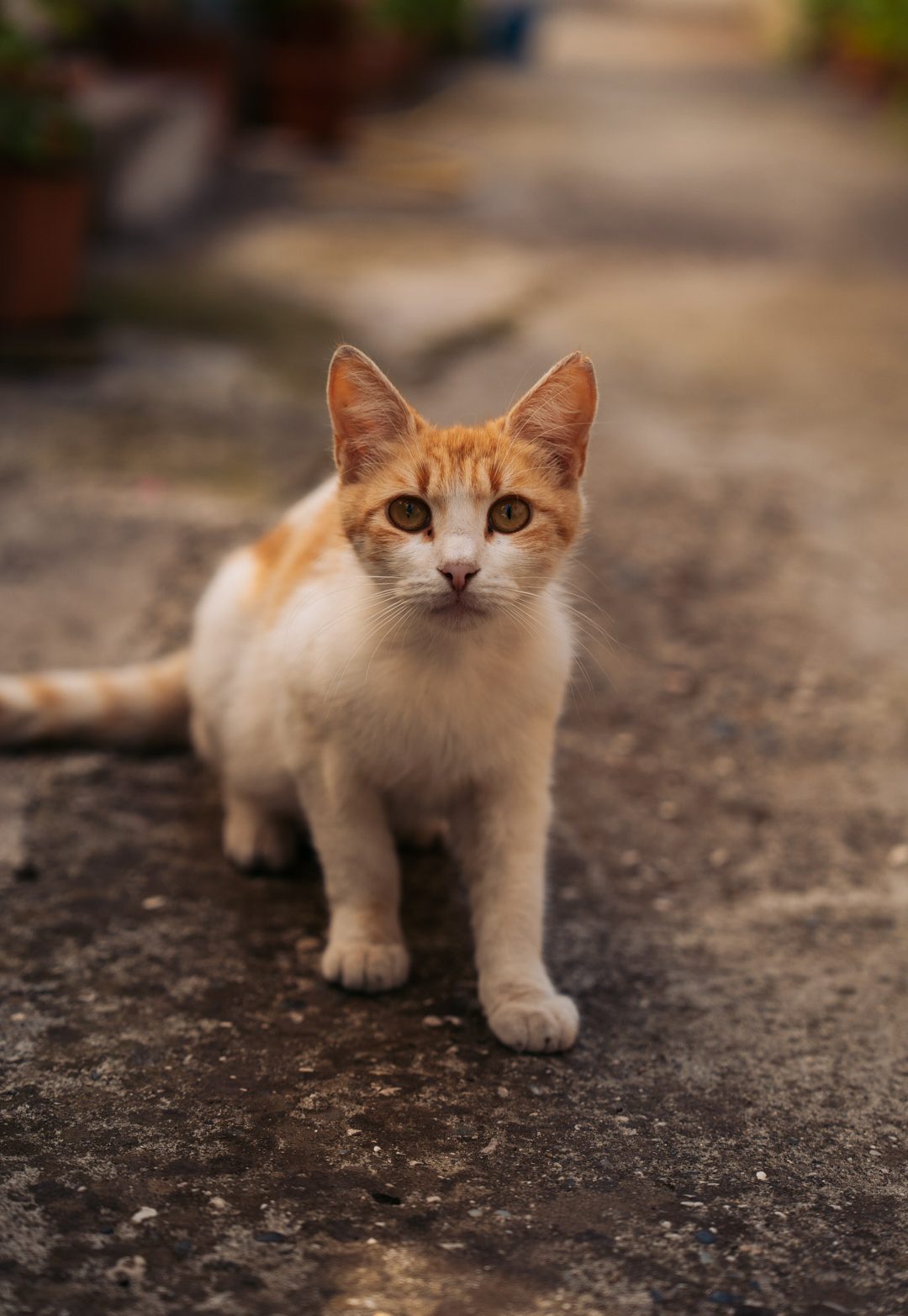 un chat errant dans les rues de berat