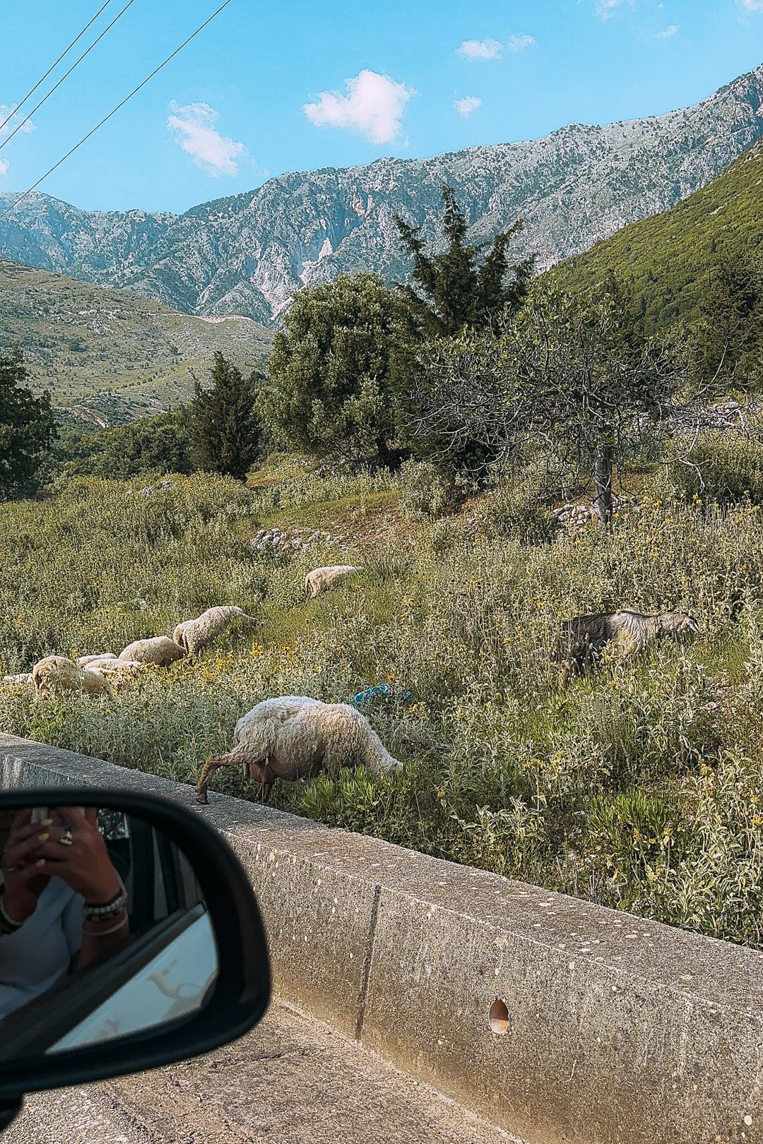 Un troupeau de mouton sur les routes de l'Albanie