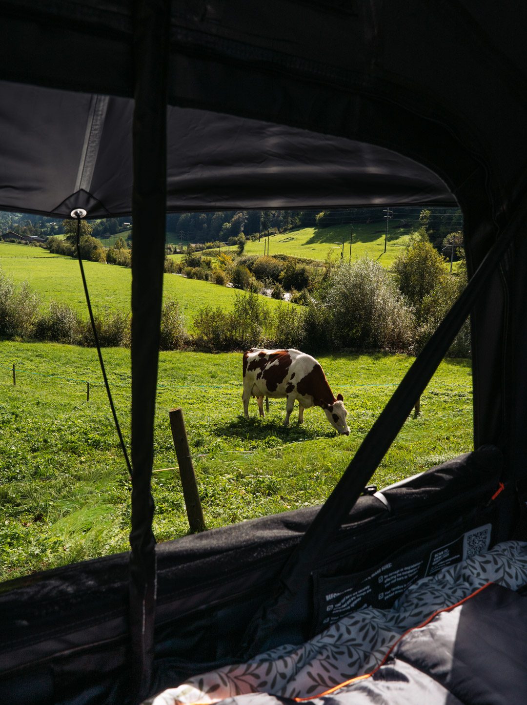 vue au réveil depuis la tentbox, une vache dans les pâturages suisse